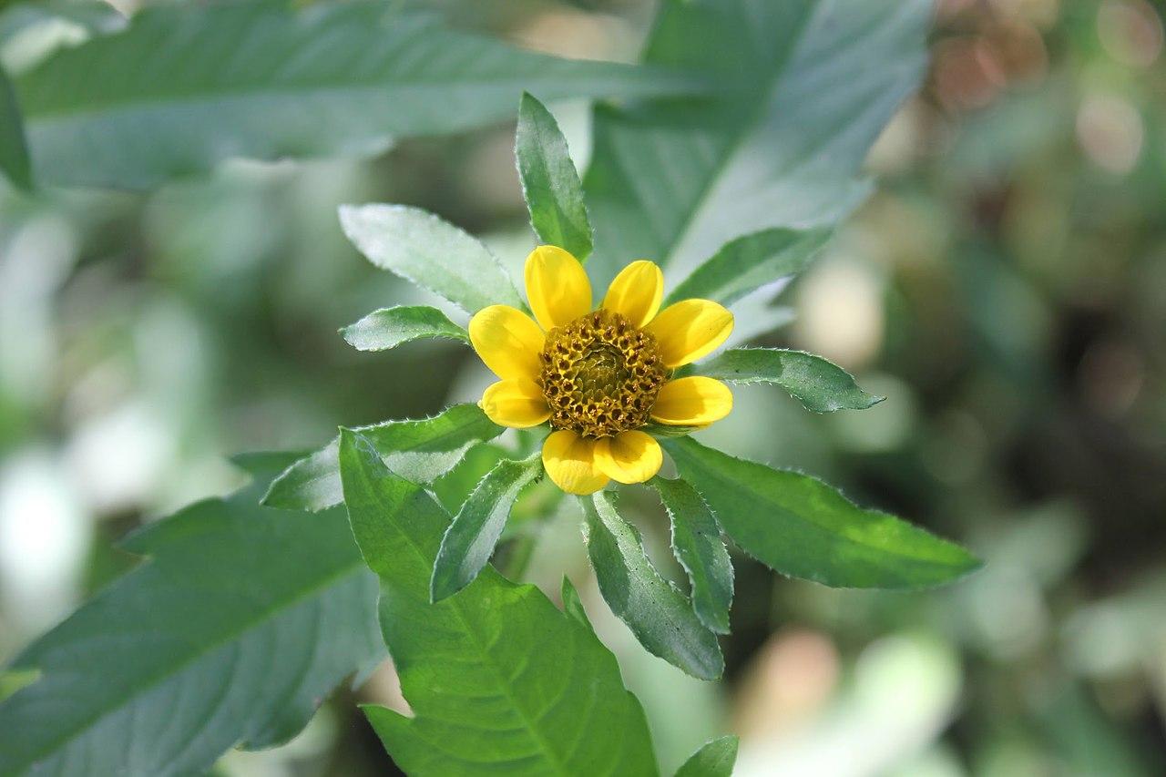 yellow flower with brown-yellow center, green leaves and stem
