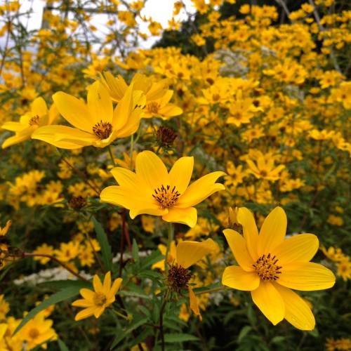 dark-yellow flowers with brown-yellow center, green leaves and stems