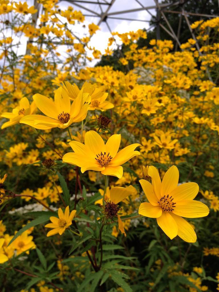 dark-yellow flowers with brown-yellow center, green leaves and stems