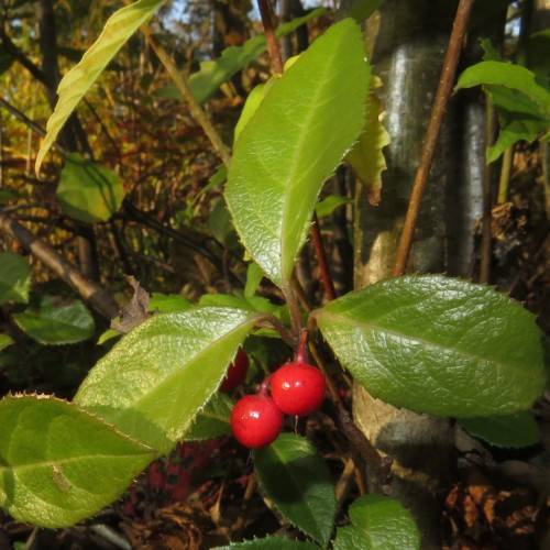 bright-red fruits with lime leaves, burgundy-olive stems and olive trunk