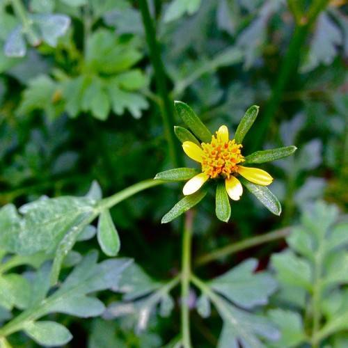 a yellow flower with green leaves and light-green stem