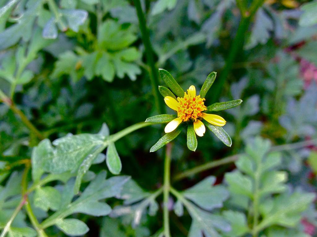 a yellow flower with green leaves and light-green stem