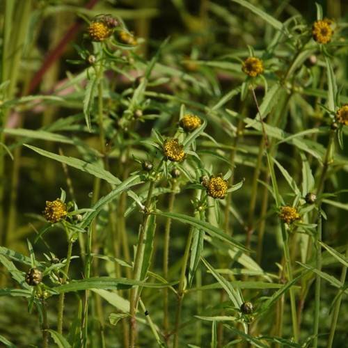 yellow-brown flowers with green sepals, leaves and light-green stems