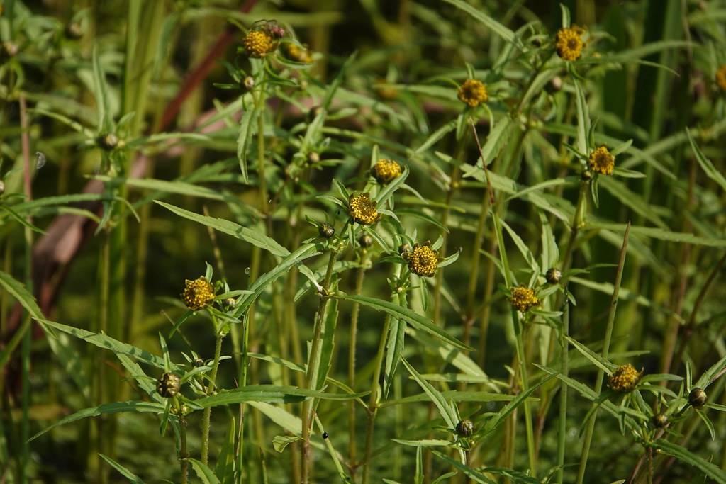 yellow-brown flowers with green sepals, leaves and light-green stems