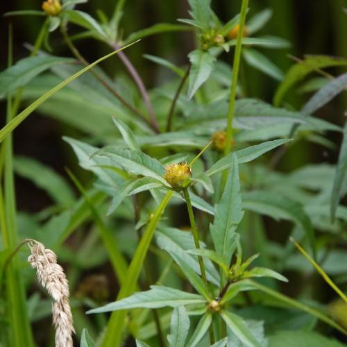 yellow buds with green leaves and lime-green stems
