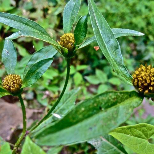 yellow-brown flowers with green leaves and stems
