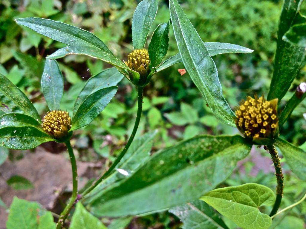 yellow-brown flowers with green leaves and stems
