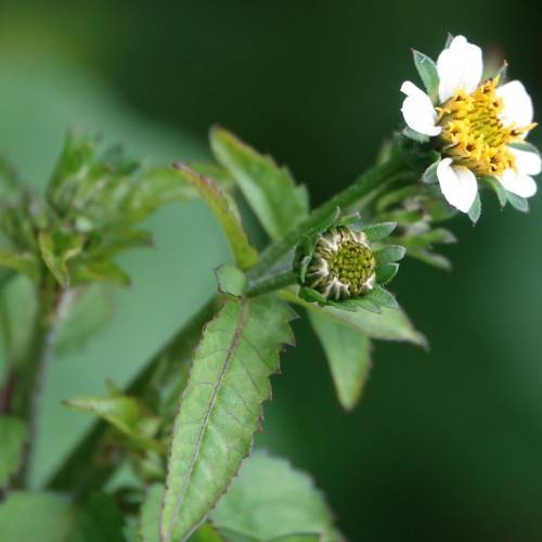 a white flower with a yellow-brown center, lime-green buds, green leaves and dark-green stems
