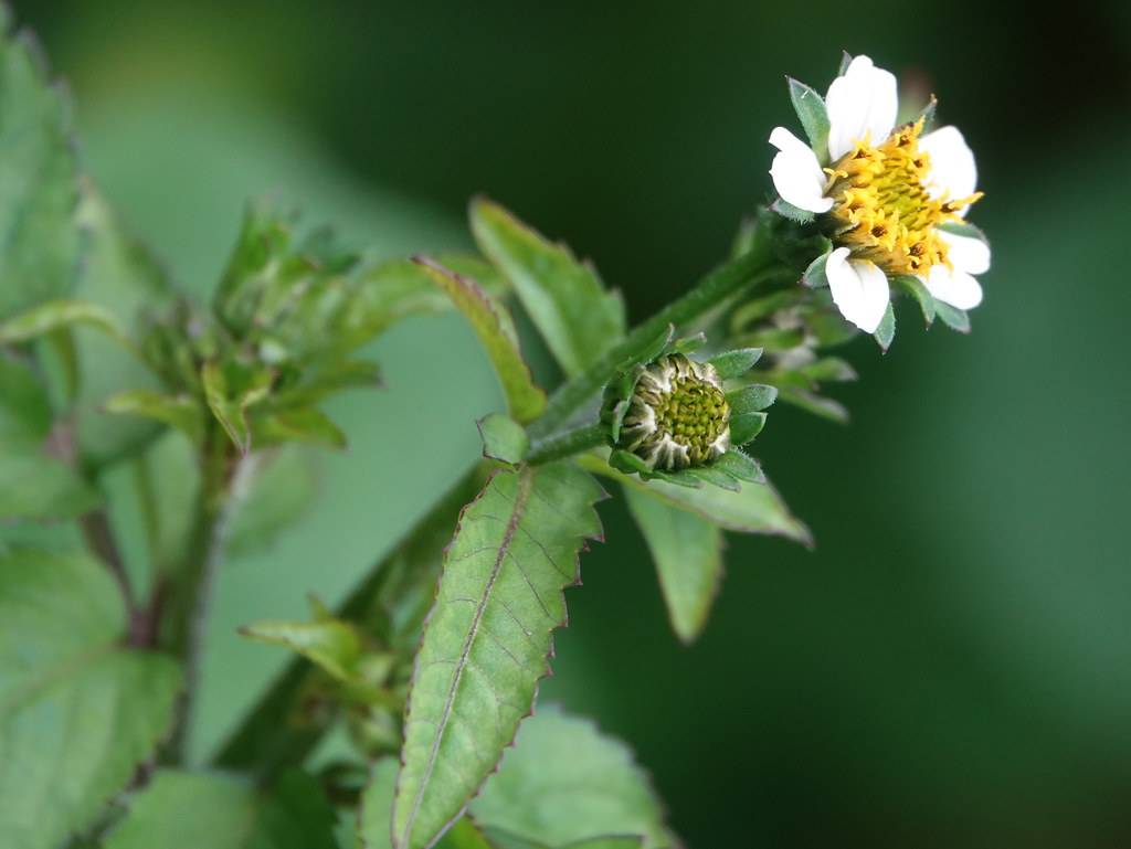 a white flower with a yellow-brown center, lime-green buds, green leaves and dark-green stems
