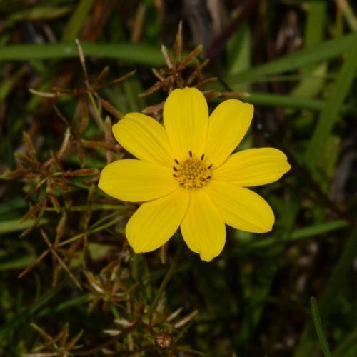 a yellow flower with yellow center, brown stamens, green leaves and stems