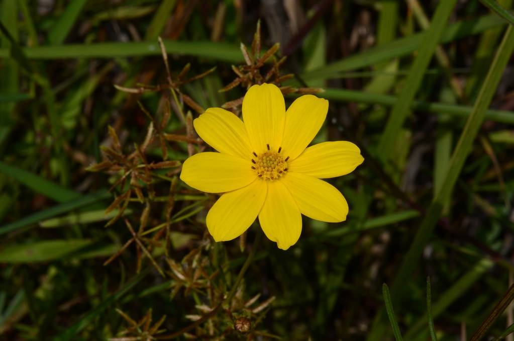 a yellow flower with yellow center, brown stamens, green leaves and stems