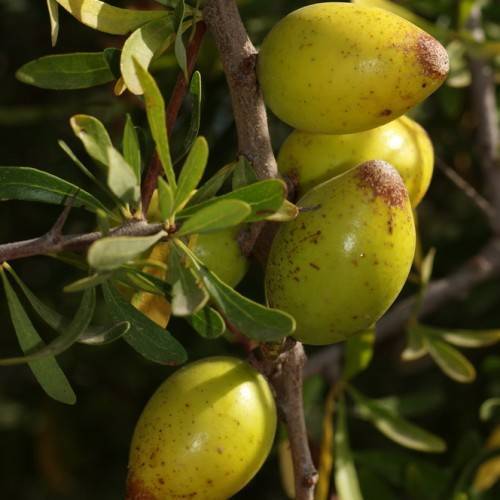 yellow-brown fruits with yellow-green leaves, and light-brown branches