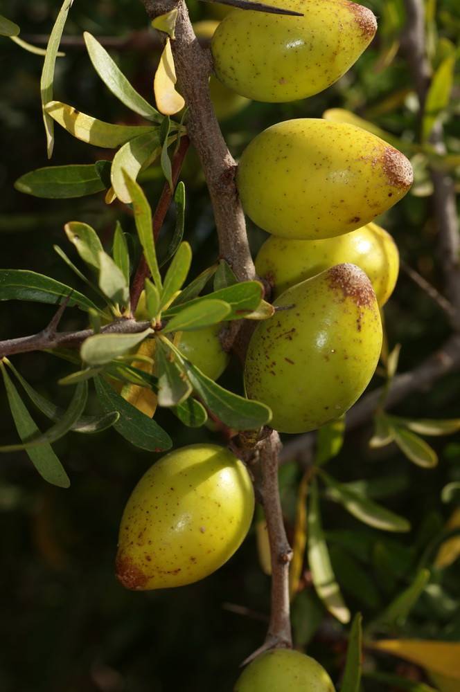 yellow-brown fruits with yellow-green leaves, and light-brown branches