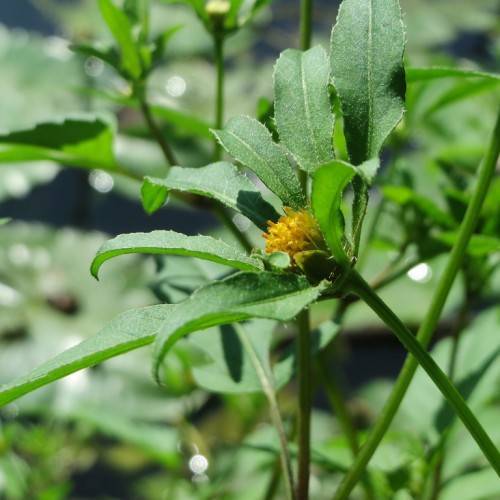 a yellow flower with green leaves and stems