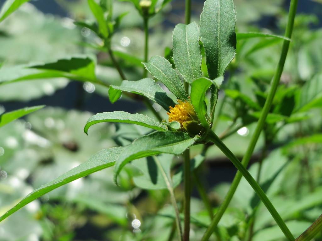 a yellow flower with green leaves and stems