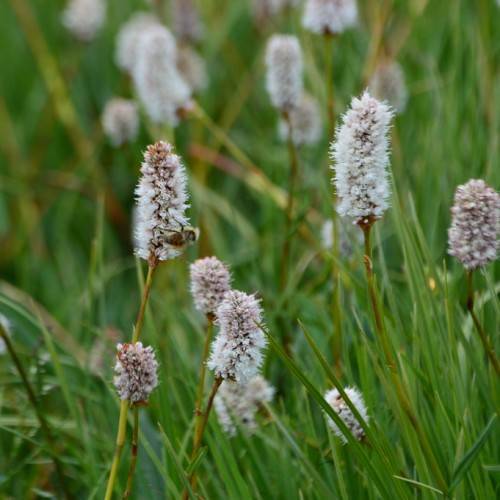 white-red flowers with green leaves on brown-lime stems
