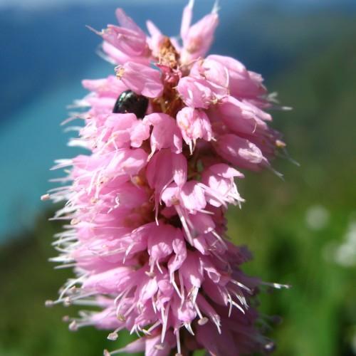 light-pink flowers with white filaments, and pink anthers