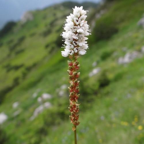 white flowers with white filaments, olive-red buds and olive stem