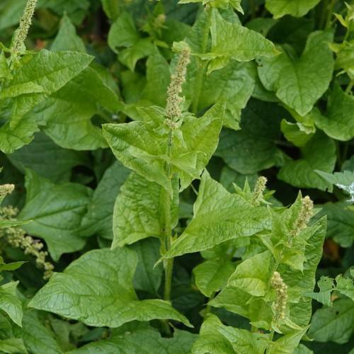 light-green flowers, leaves and light-green stems