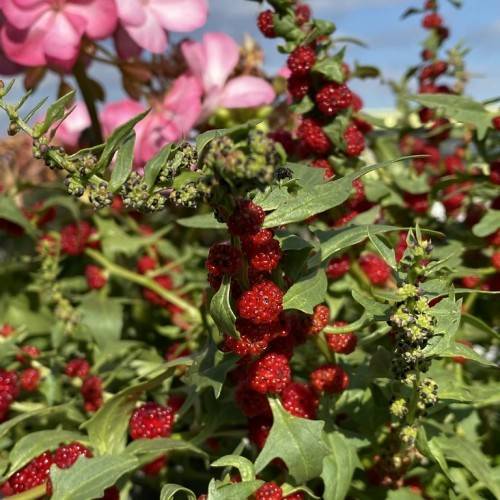 dark-red fruits with pink flowers, green-black buds, green leaves on light-green stems
