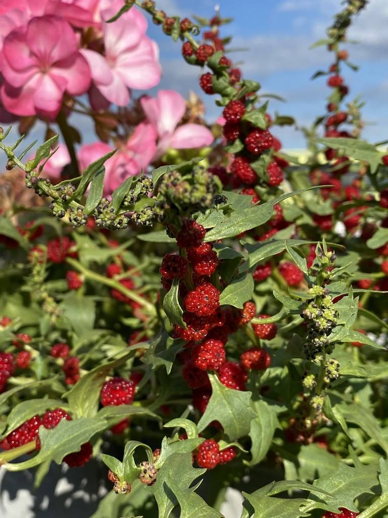 dark-red fruits with pink flowers, green-black buds, green leaves on light-green stems