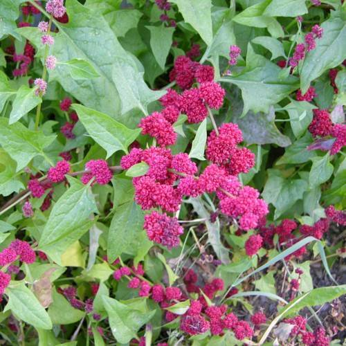 deep-pink fruits with lime-green leaves and stems