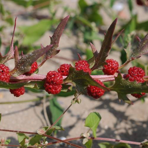 red fruits with burgundy-green leaves on pink-red stems