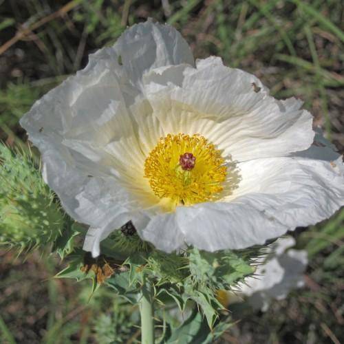Green stems with white flowers with prominent bright-yellow stamens with spiky green leaves.
