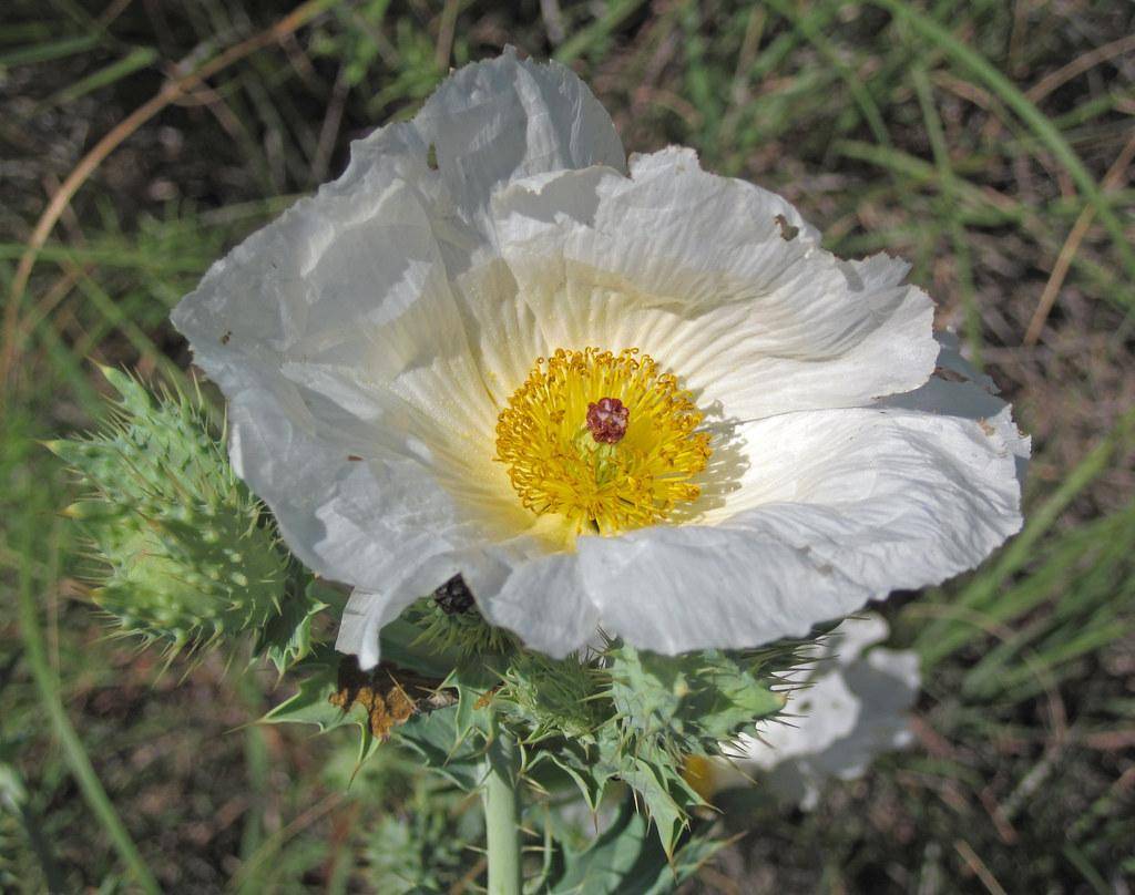 Green stems with white flowers with prominent bright-yellow stamens with spiky green leaves.