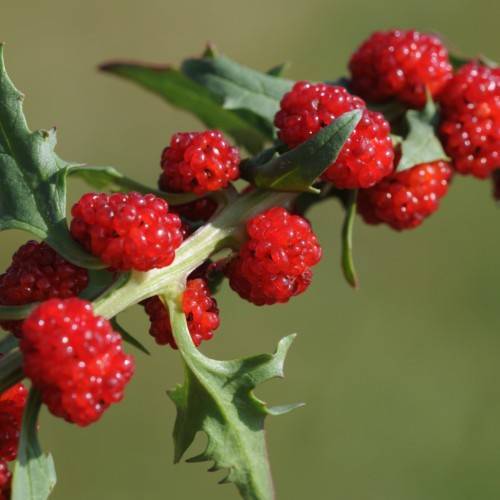 bright-red fruits with green leaves and lime-yellow stems