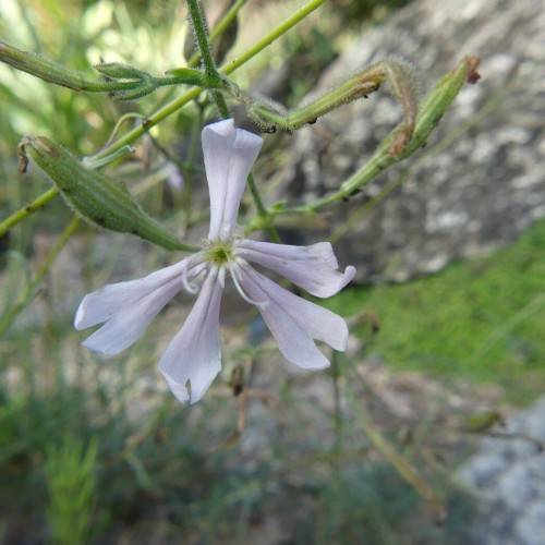 a white flower with white stamens, green buds, leaves and lime stems