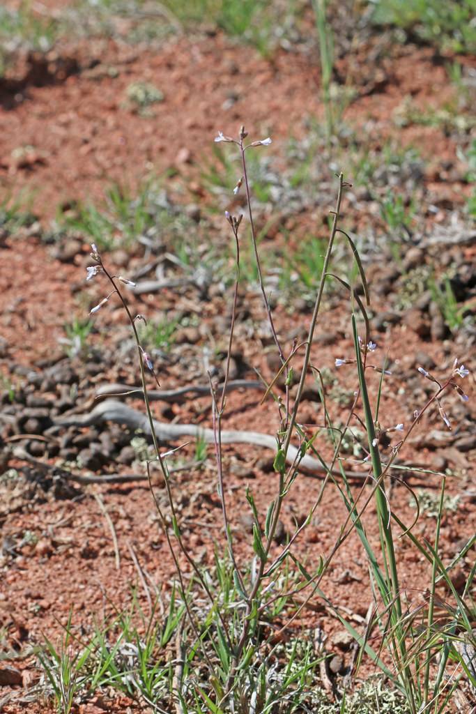 light-blue flowers and green leaves on red-green stems