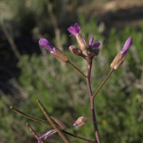 purple flowers and buds with light-brown sepals and burgundy branches