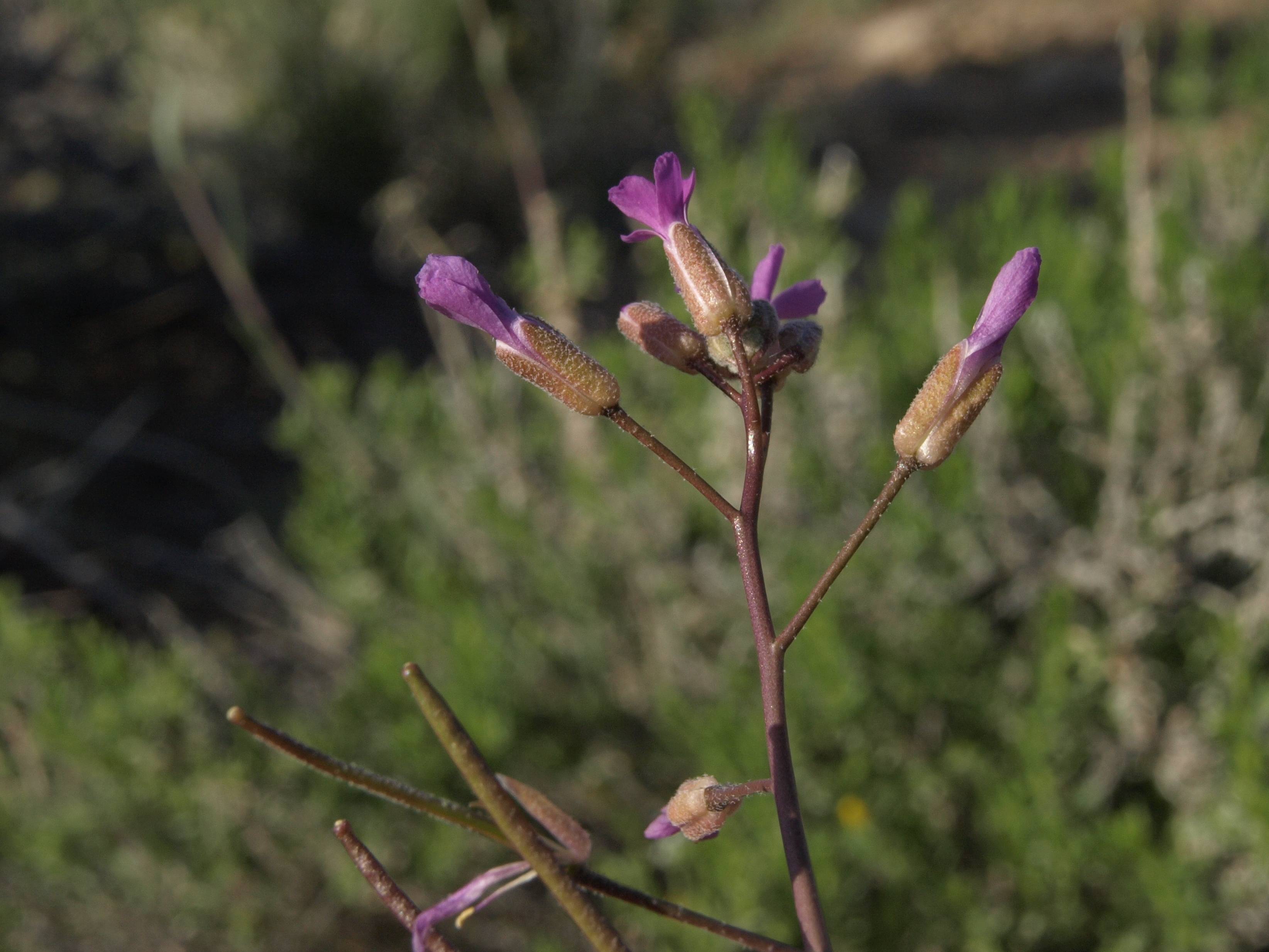 purple flowers and buds with light-brown sepals and burgundy branches