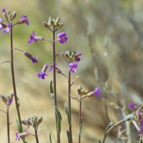 purple flowers with green-purple buds, green leaves and brown stems