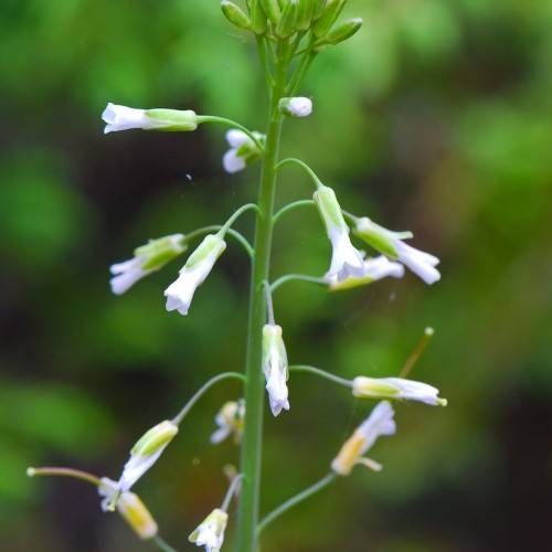 light-blue flowers and green buds on green stems