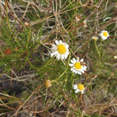 Yellow-green-brown stem and stalks with fragrant daisy-like white flowers having yellow stamens centers and green leaves.