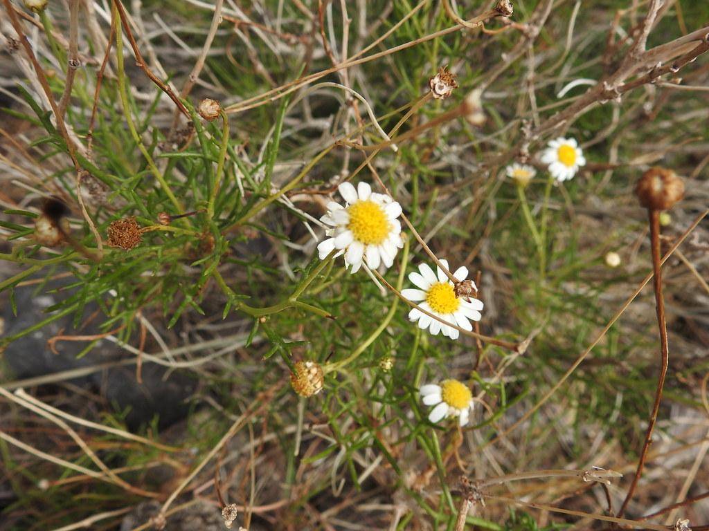 Yellow-green-brown stem and stalks with  fragrant daisy-like white flowers having yellow  stamens centers and green leaves.