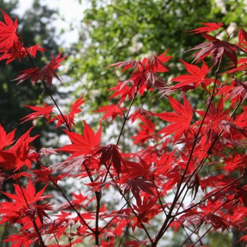 red leaves with dark-brown branches