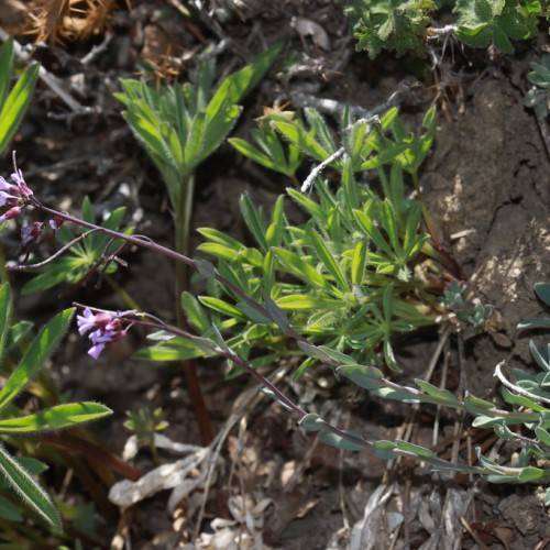 light-purple flowers and buds with green leaves on red-brown stems