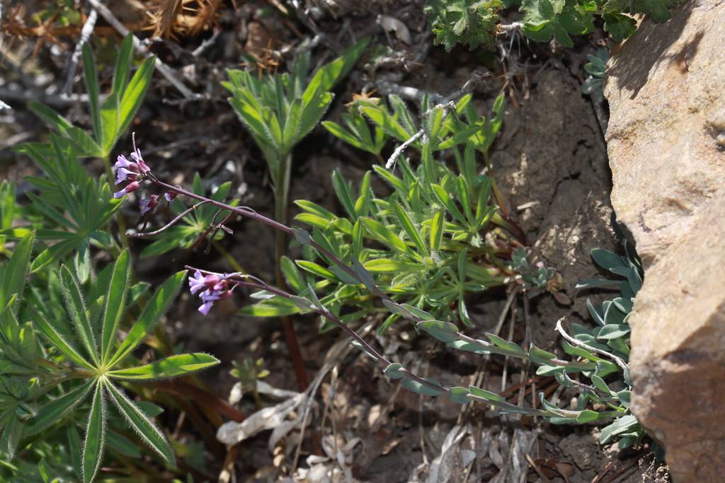 light-purple flowers and buds with green leaves on red-brown stems
