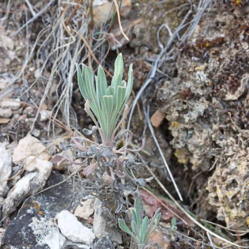 light-green leaves with grey stems and branches