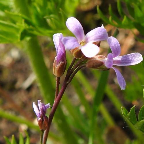 light-purple flowers with yellow and light-purple buds with red-yellow sepals and green leaves on red stems
