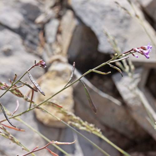 light-purple flowers and pale-green leaves on red-green stems