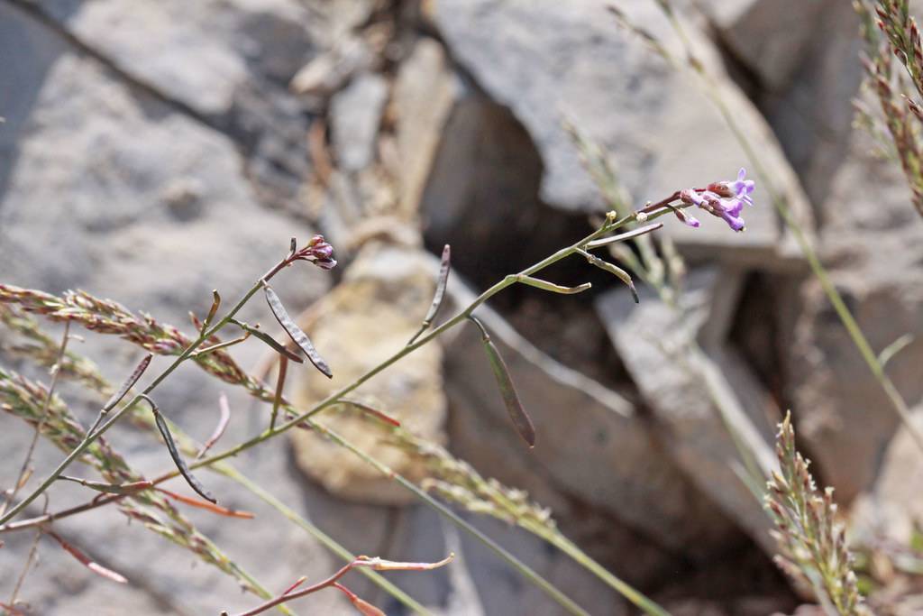 light-purple flowers and pale-green leaves on red-green stems