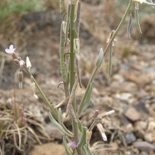 white flowers and buds with beige pods, light-green leaves and beige-green stems
