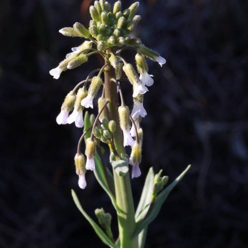 white flowers, lime buds and green leaves on a light-green stem