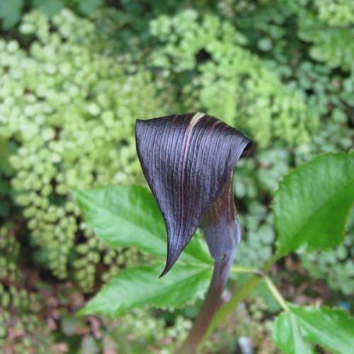 Red-brown stalk with black spathe and white-pinkish stripe and green leaves at base.