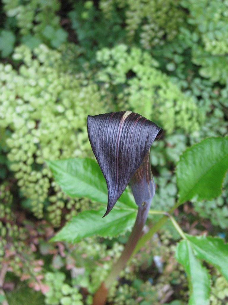 Red-brown stalk with black spathe and white-pinkish stripe and green leaves at base.