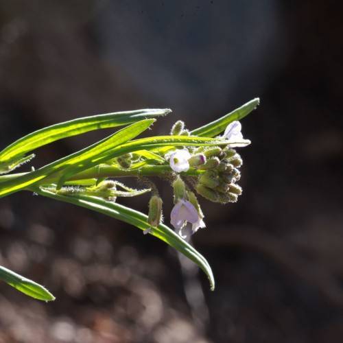 white flowers, lime-green buds, lime-green leaves and stems
